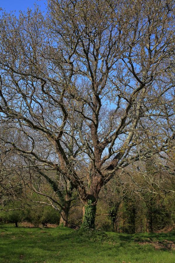 Aux Arbres Chanteurs Ploulech Kültér fotó