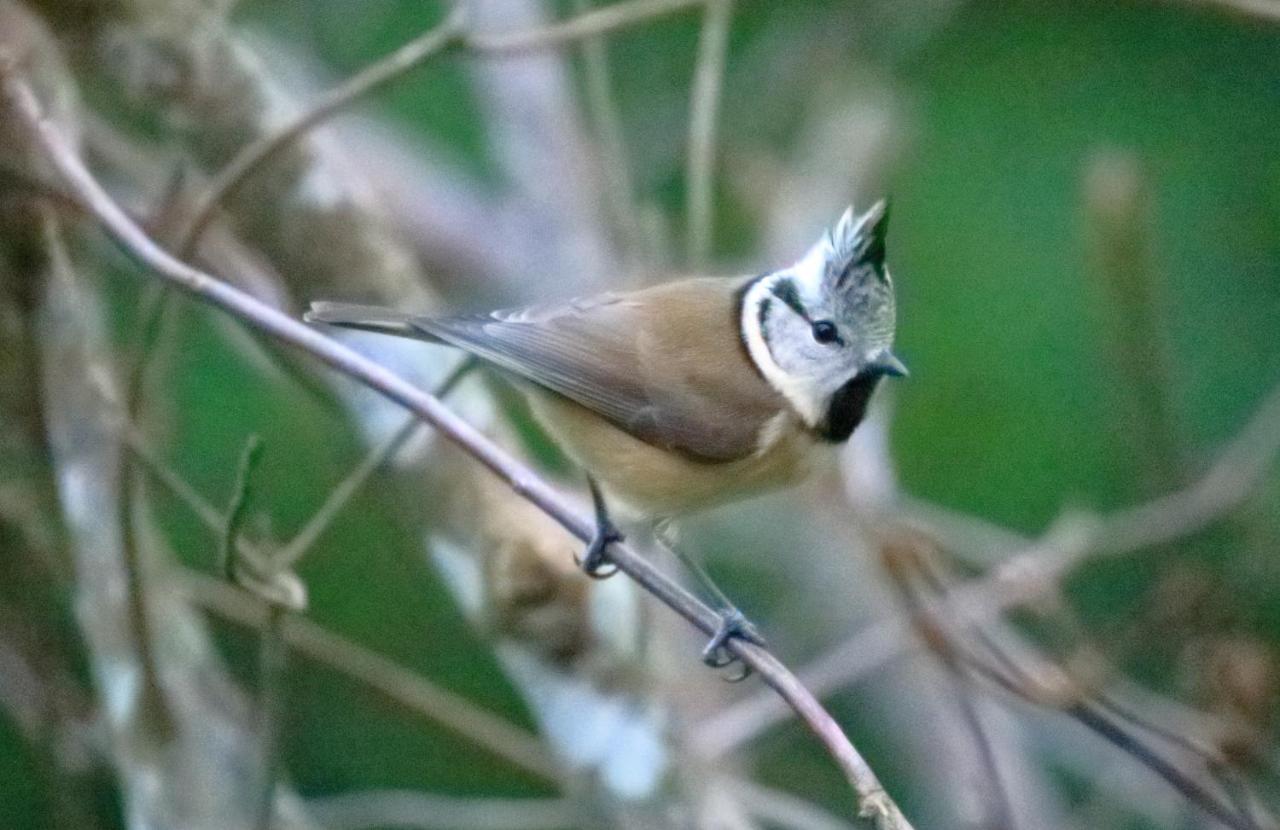 Aux Arbres Chanteurs Ploulech Kültér fotó