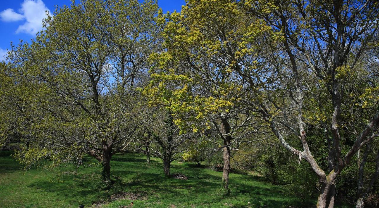 Aux Arbres Chanteurs Ploulech Kültér fotó